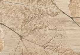 Керамогранит DEL Conca Foreste D'italia Foliage Beige