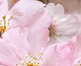 Декор настенный Belleza Букет Розовый декоративный массив 663