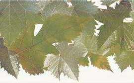 Декор настенный Monopole Tempranillo Cen.Hojas Blanco