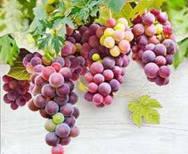 Панно настенное Face Vine Vine 2 TD429-P2-2