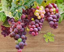 Панно настенное Face Vine Vine 1 DD429-P2-1