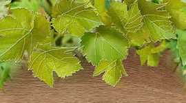 Декор настенный Face Vine Vine 1 TD429-D1